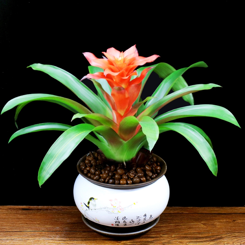 長沙花卉租擺——綠植租擺-辦公樓擺花-吉利紅星盆栽花卉觀花綠植室內(nèi)桌面微型迷你吸甲醛植物