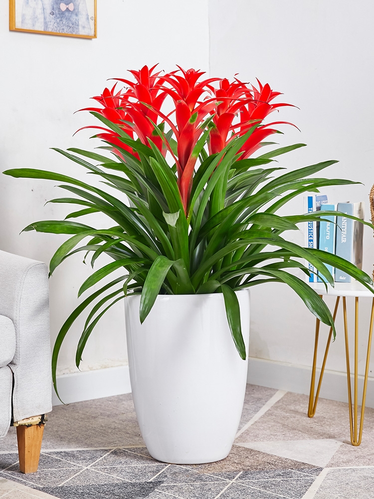 長沙花卉租擺——綠植租擺-辦公樓擺花-鴻運(yùn)當(dāng)頭盆栽鳳梨花卉綠植室內(nèi)綠化喬遷開業(yè)送禮