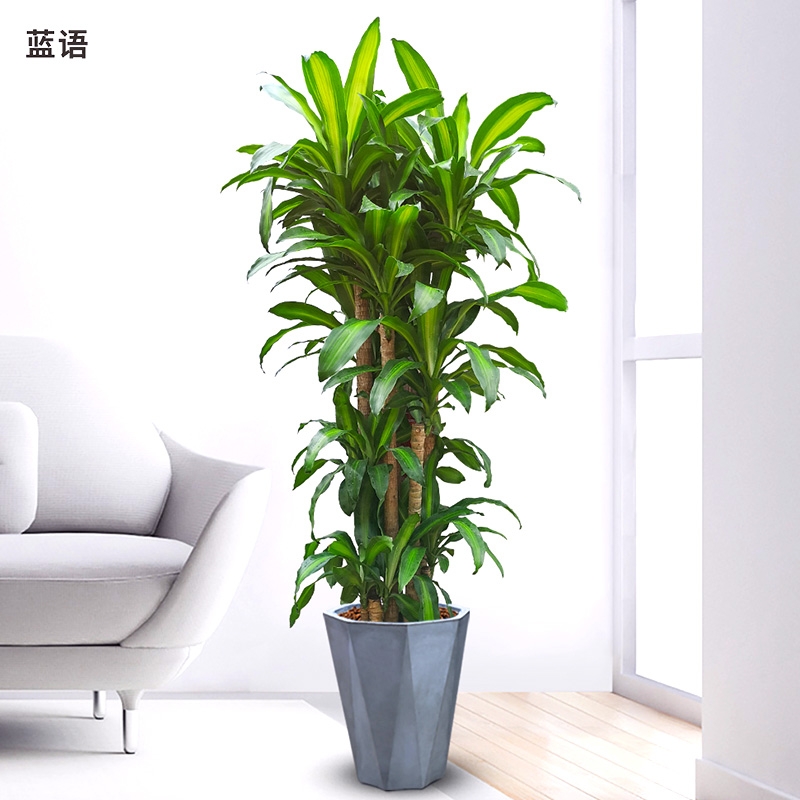 長沙花卉租擺——綠植租擺-辦公樓擺花-巴西木大型盆栽花卉室內(nèi)辦公室凈化空氣植物喬遷開業(yè)盆景