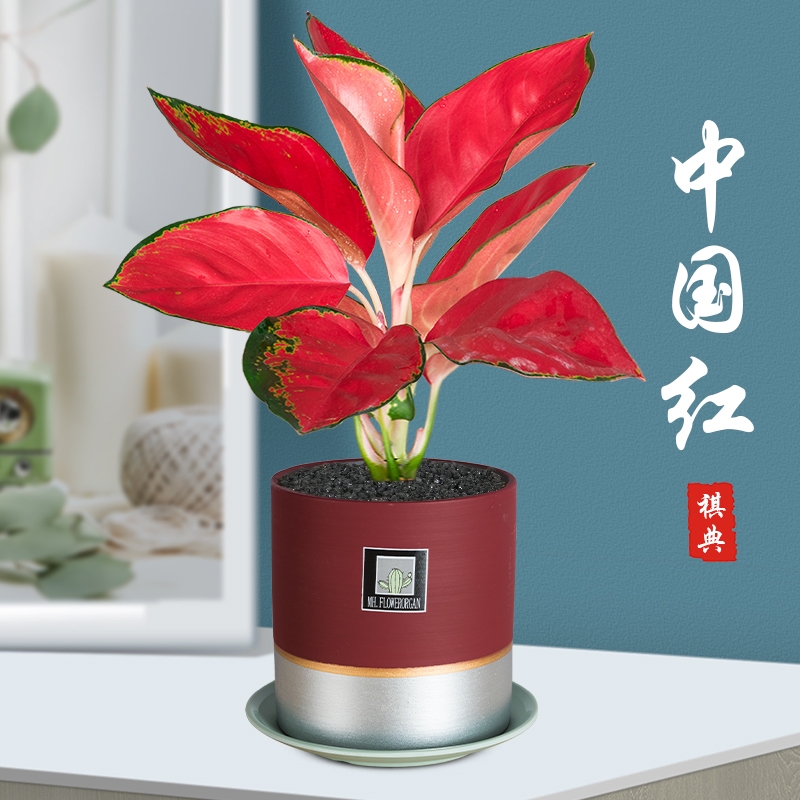 長沙花卉租擺——綠植租擺-辦公樓擺花-吉利紅花盆栽綠植庭院陽臺(tái)觀花辦公室內(nèi)繡球花仙丹花四季開花