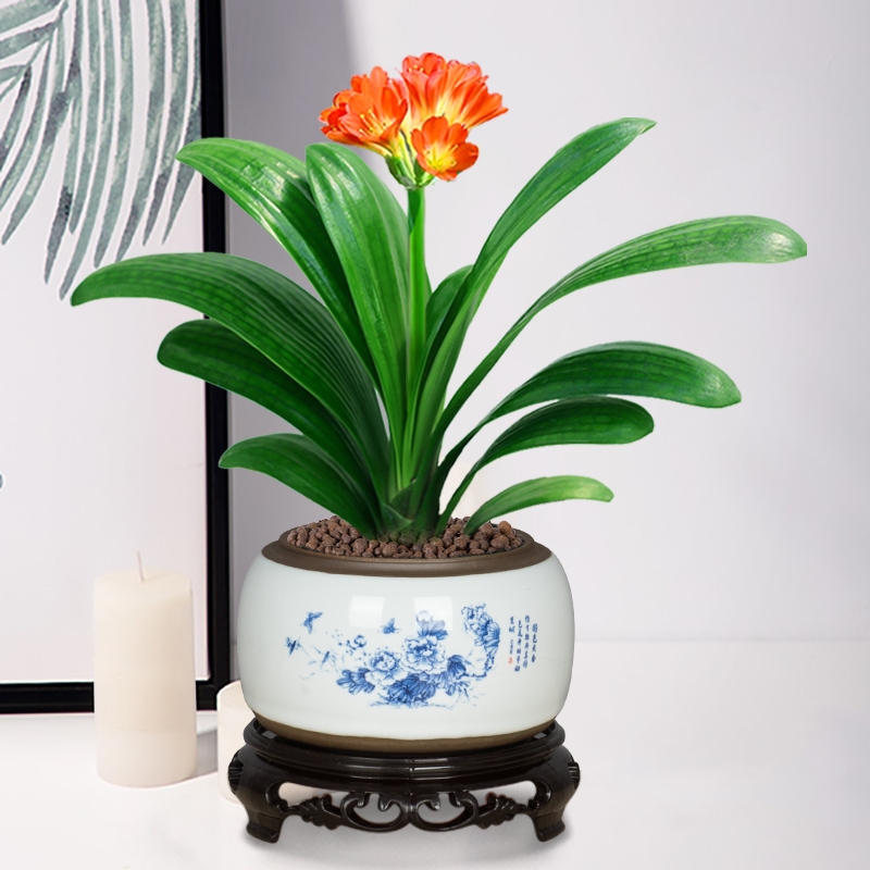 長沙花卉租擺——綠植租擺-辦公樓擺花-君子蘭墨蘭盆栽建蘭植物室內辦公室陽臺花卉綠植開業喬遷送禮