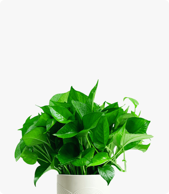 小綠蘿  小植物