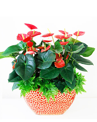紅掌組合