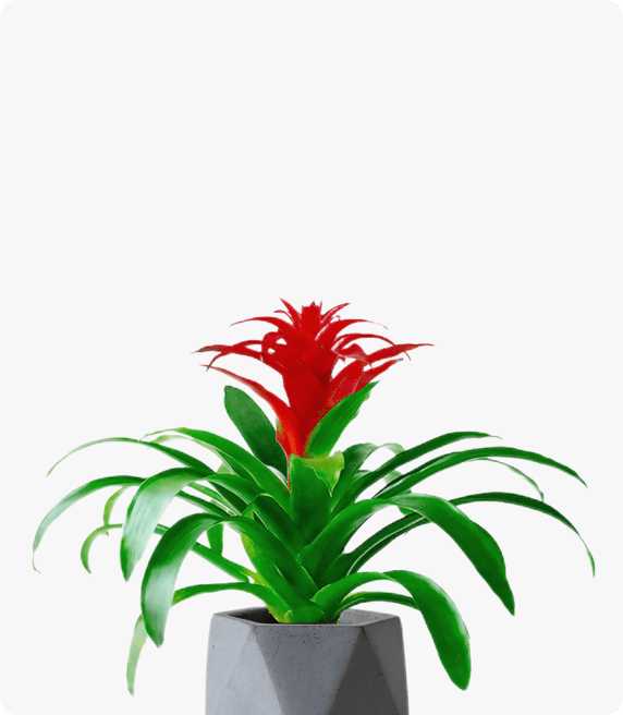 鴻運當頭 鳳梨 紅星