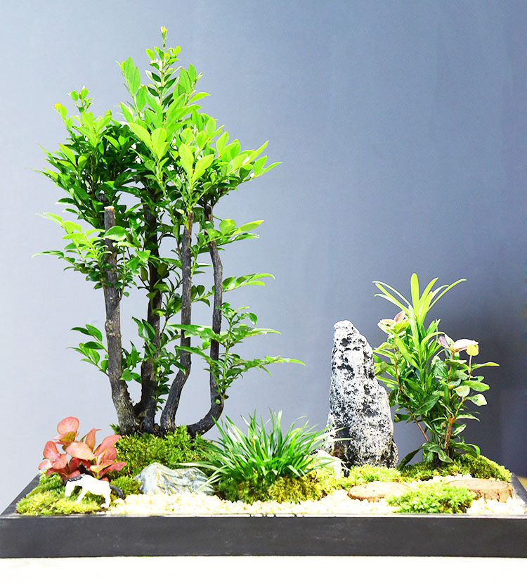 盆景組合    黑骨茶