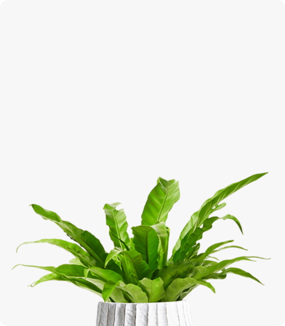 小綠蘿  小植物