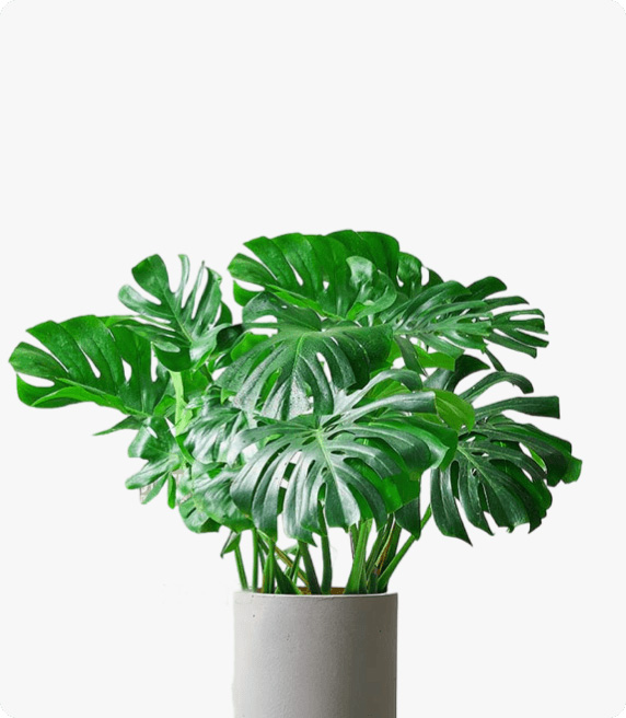 龜背竹