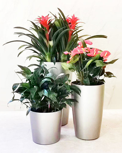 三植物組合