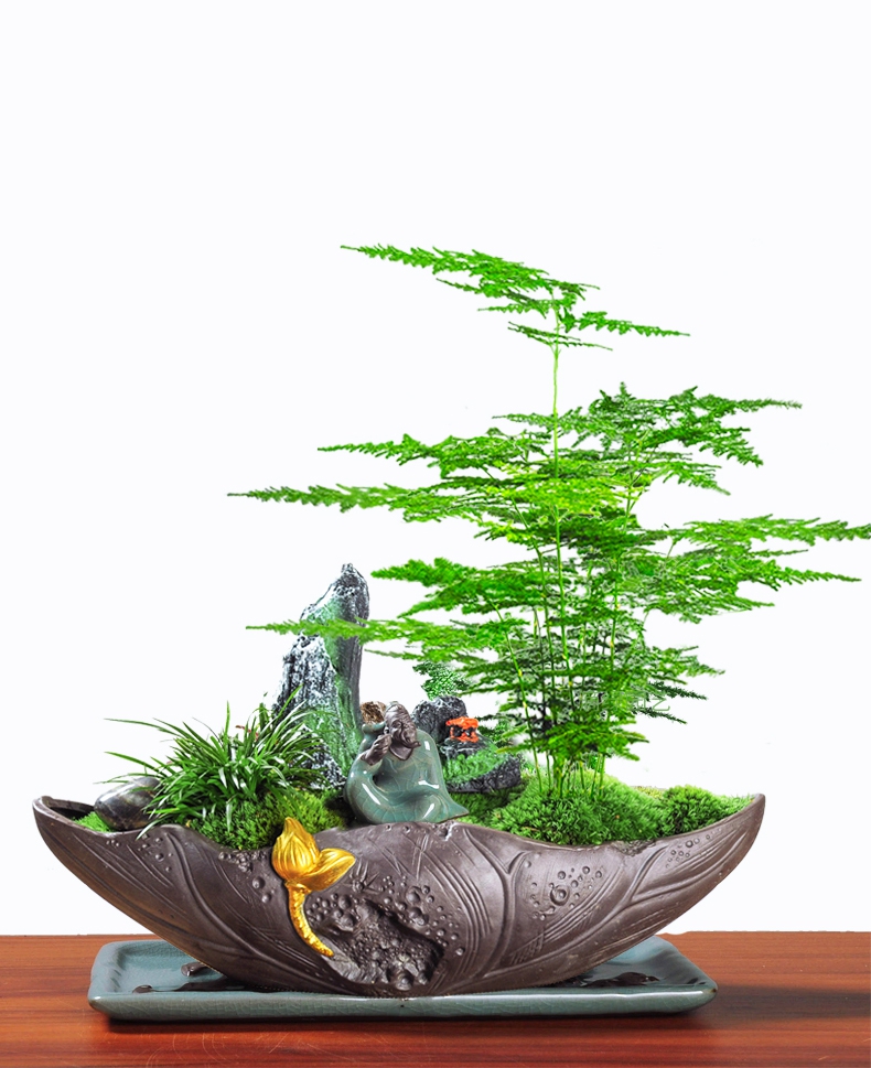 云竹 文竹組合