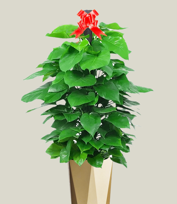 綠蘿柱  大綠蘿