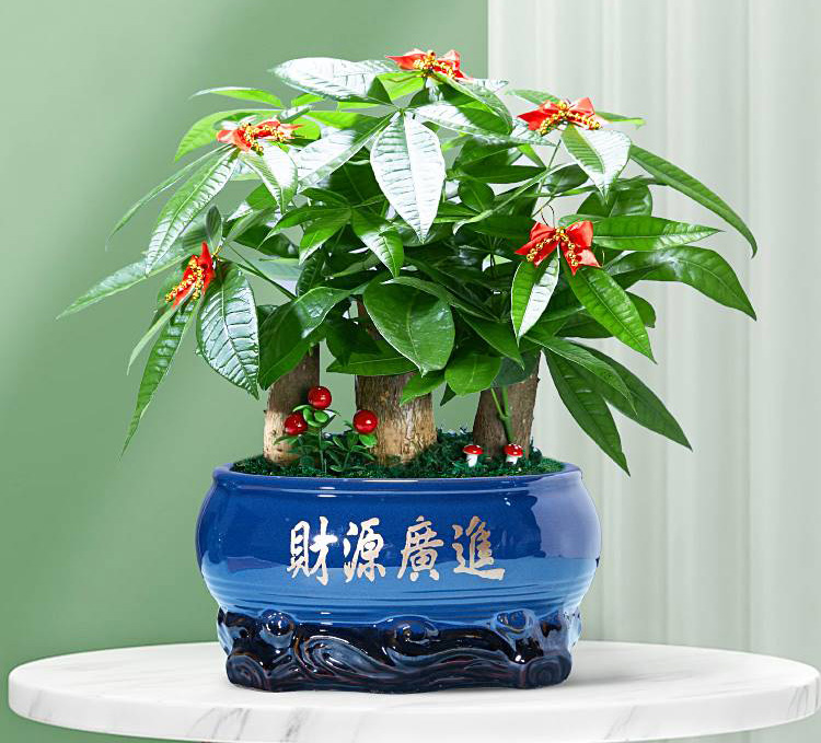 發(fā)財樹組合