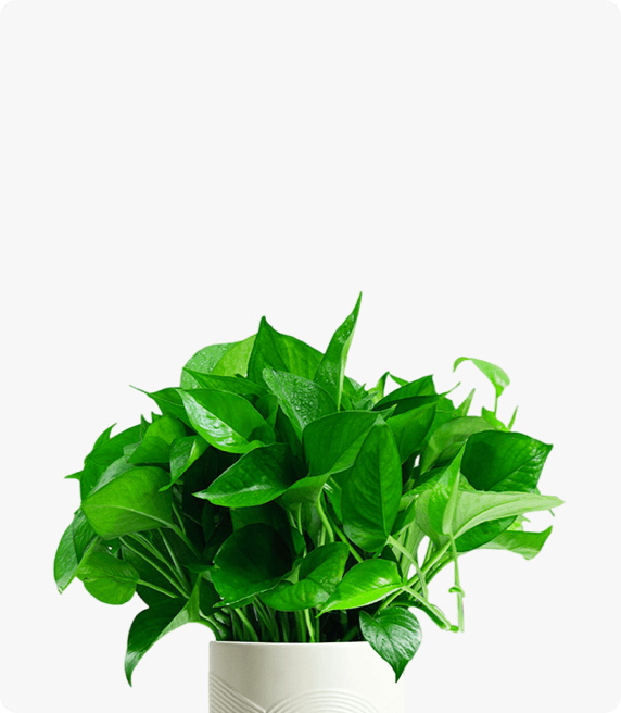 小綠蘿