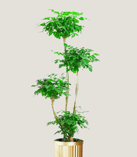 造型綠寶樹