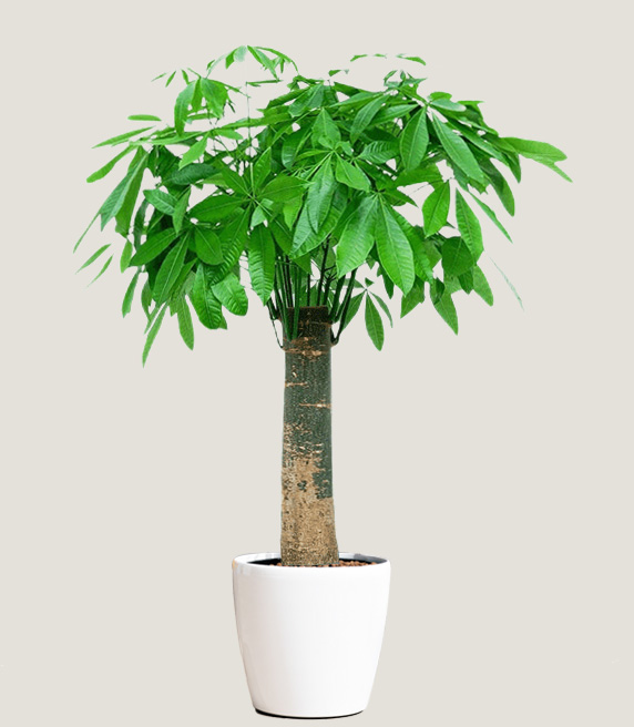 單桿發財樹