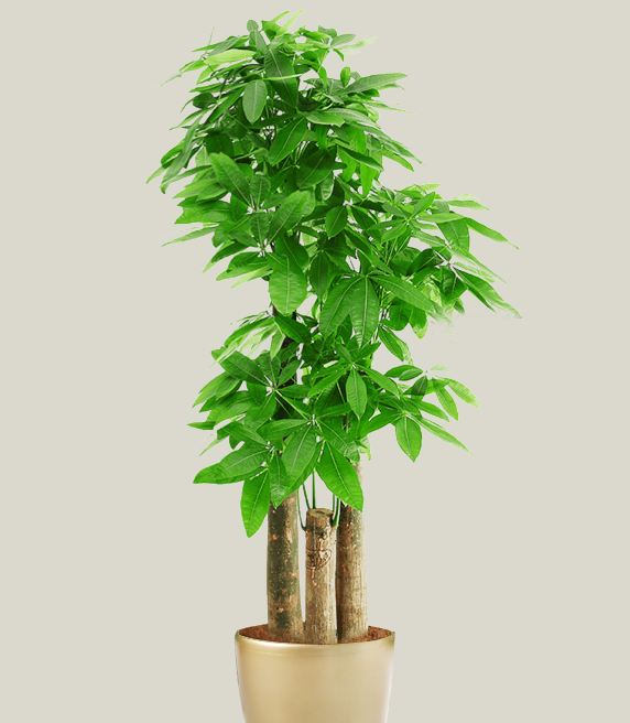 步步高發財樹